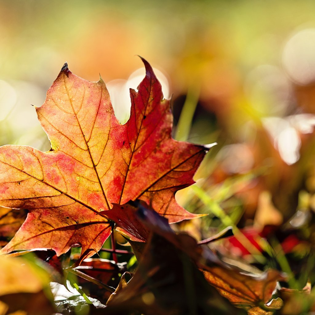 Обои трава, природа, листья, макро, осень, grass, nature, leaves, macro, autumn разрешение 2560x1600 Загрузить