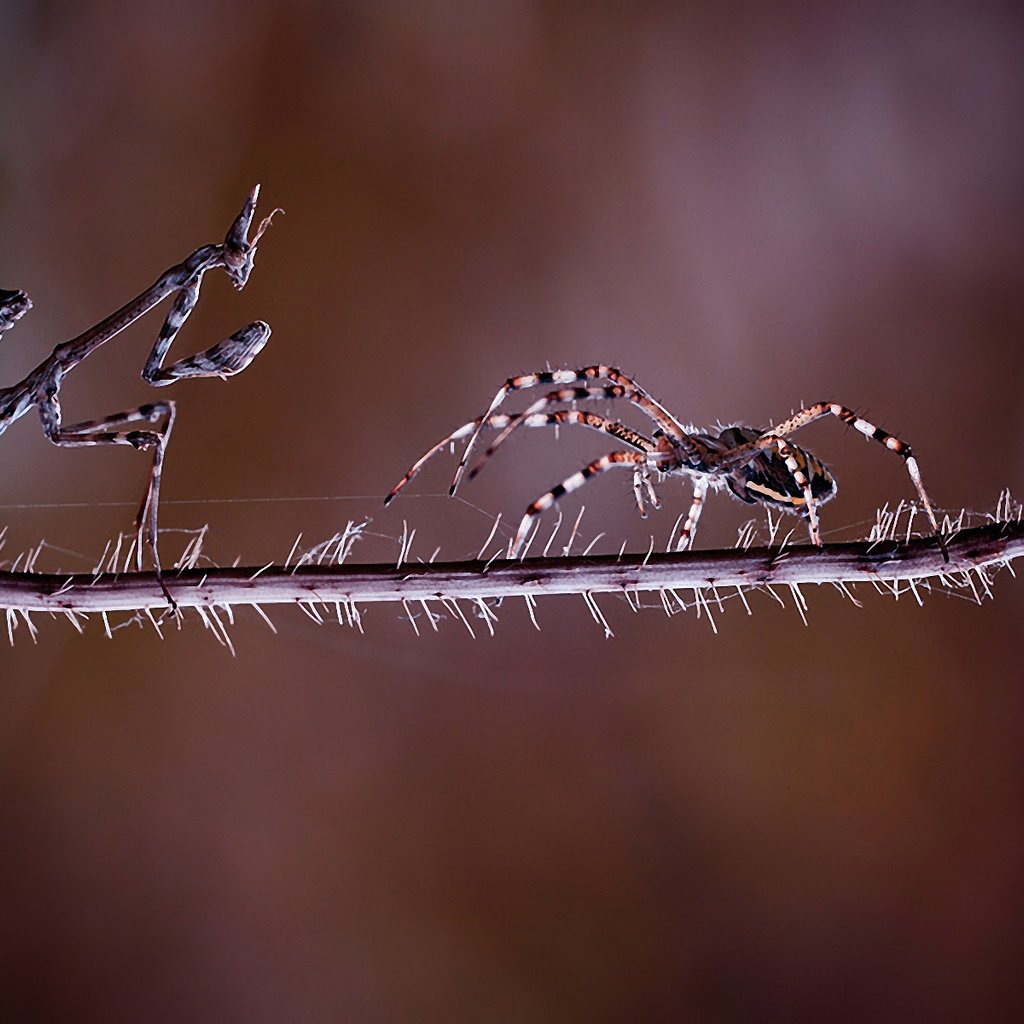 Обои фон, насекомые, растение, паук, стебель, схватка, богомол, встреча, background, insects, plant, spider, stem, fight, mantis, meeting разрешение 1920x1200 Загрузить