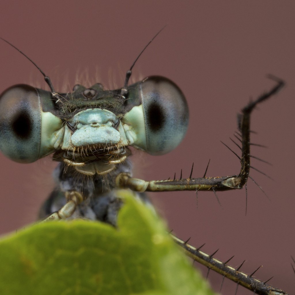 Обои глаза, фон, лист, насекомые, стрекоза, лапки, крупным планом, eyes, background, sheet, insects, dragonfly, legs, closeup разрешение 2048x1365 Загрузить