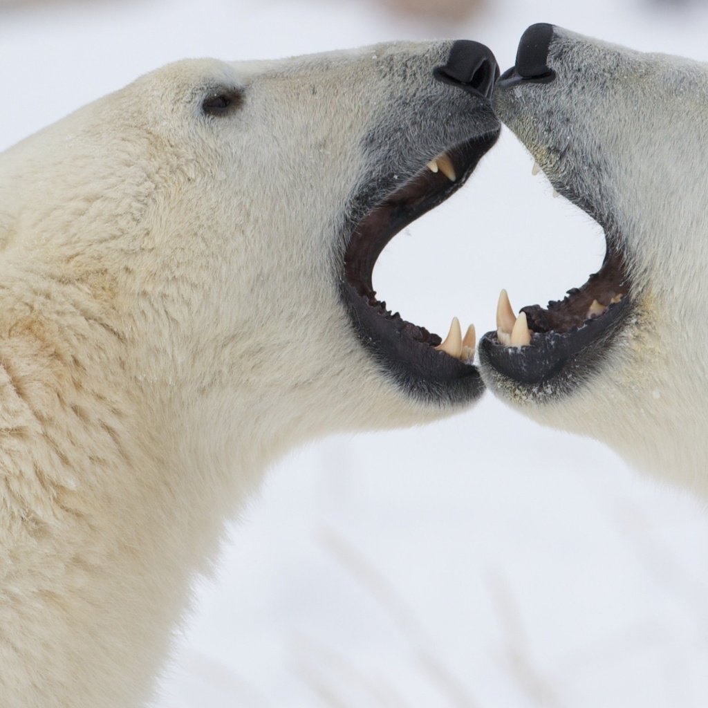 Обои снег, борьба, медведь, клыки, белые, медведи, snow, fight, bear, fangs, white, bears разрешение 2560x1600 Загрузить