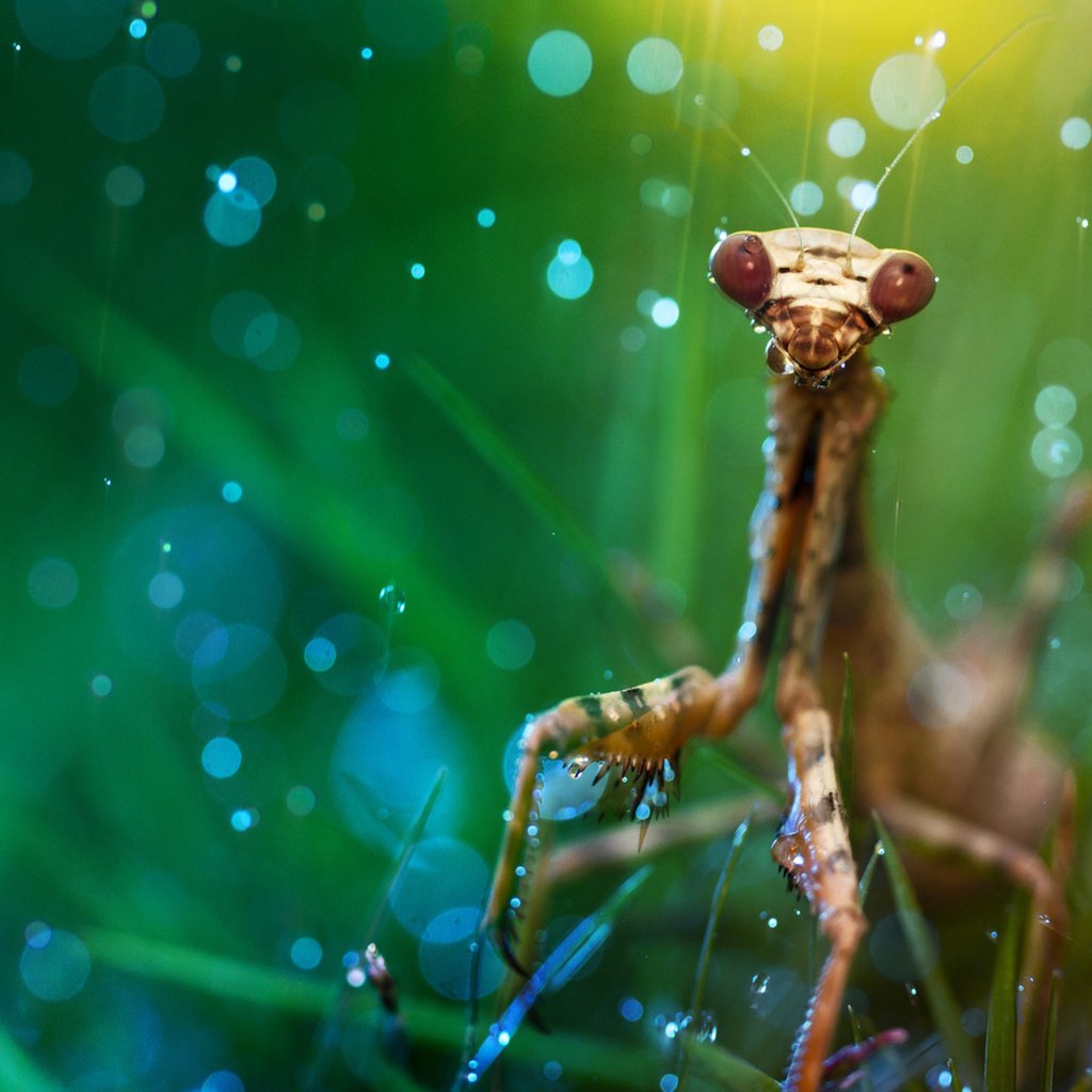 Обои трава, макро, насекомое, дождь, богомол, боке, grass, macro, insect, rain, mantis, bokeh разрешение 1920x1200 Загрузить