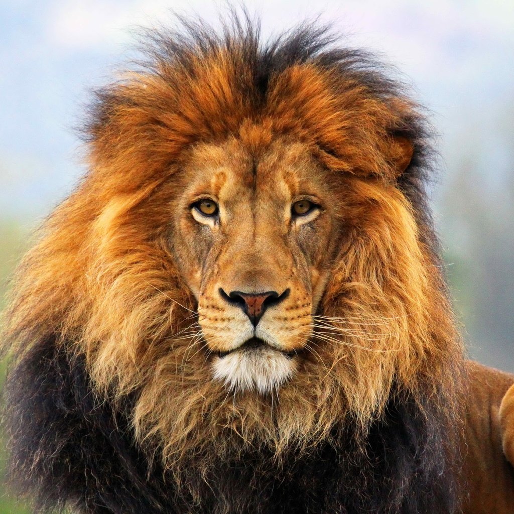 Обои морда, шерсть, взгляд, лев, грива, дикая кошка, царь зверей, face, wool, look, leo, mane, wild cat, the king of beasts разрешение 2560x1599 Загрузить