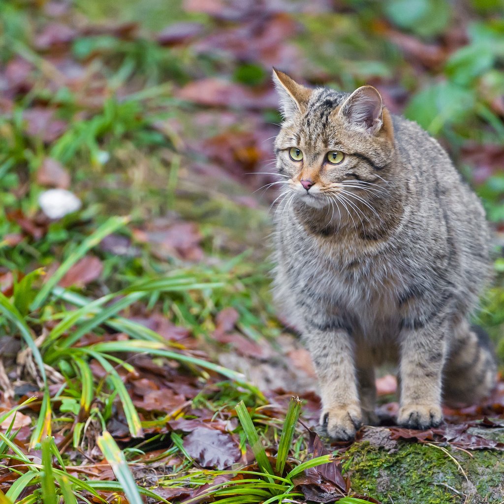 Обои трава, листья, кошка, дикий кот, лесной кот, grass, leaves, cat, wild cat, wildcat разрешение 2048x1365 Загрузить