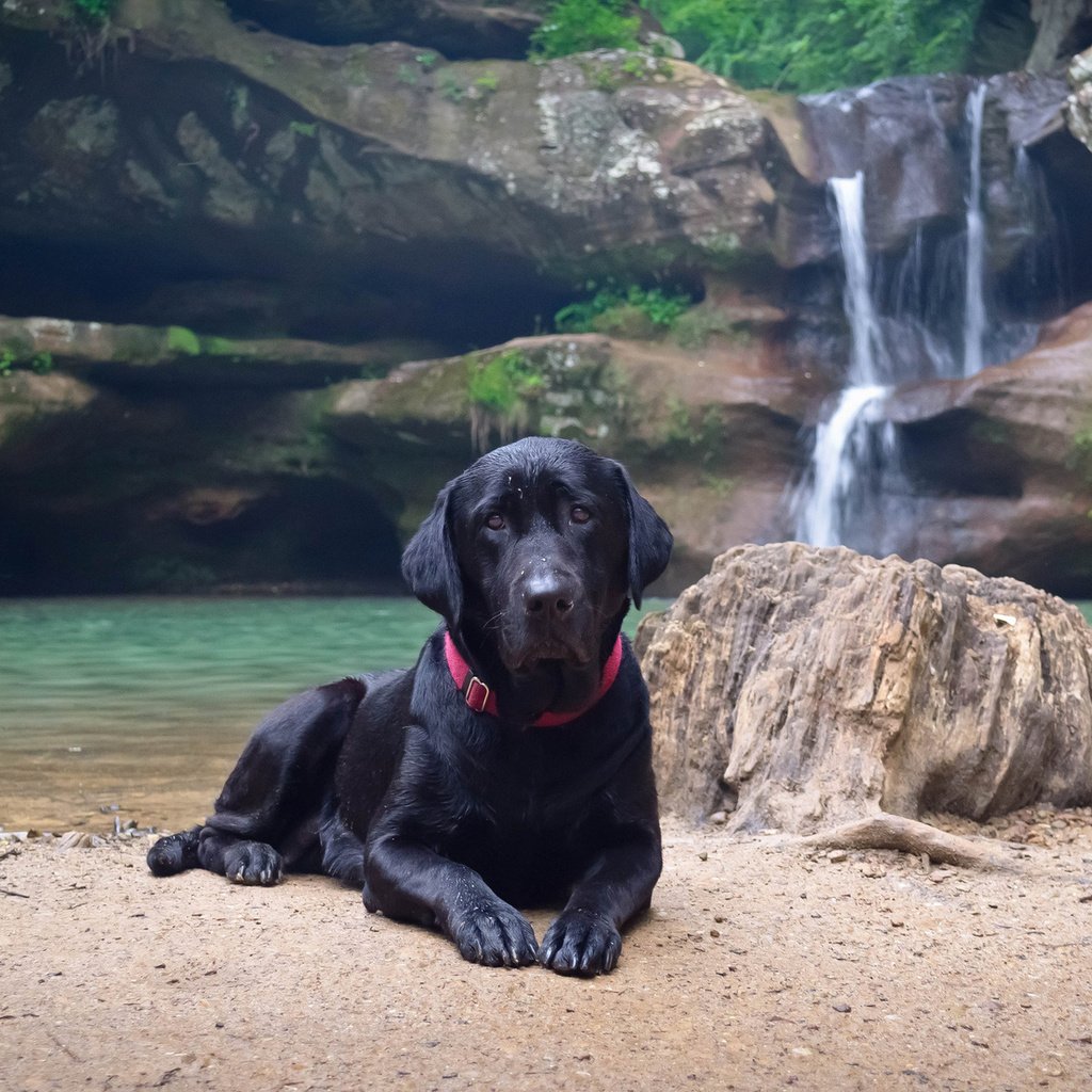 Обои вода, природа, берег, водопад, черный, собака, лабрадор, water, nature, shore, waterfall, black, dog, labrador разрешение 1920x1200 Загрузить