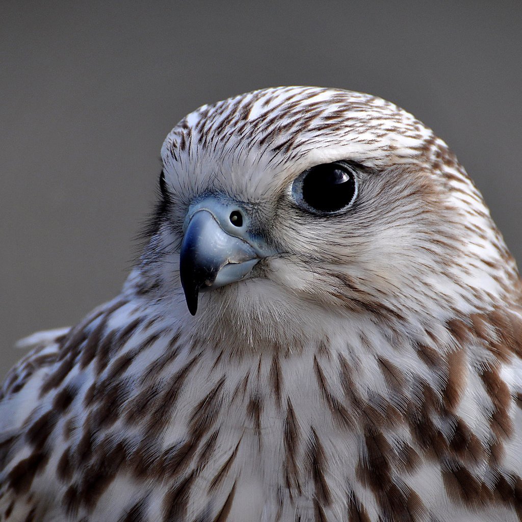 Обои фон, взгляд, птица, сокол, background, look, bird, falcon разрешение 2048x1365 Загрузить