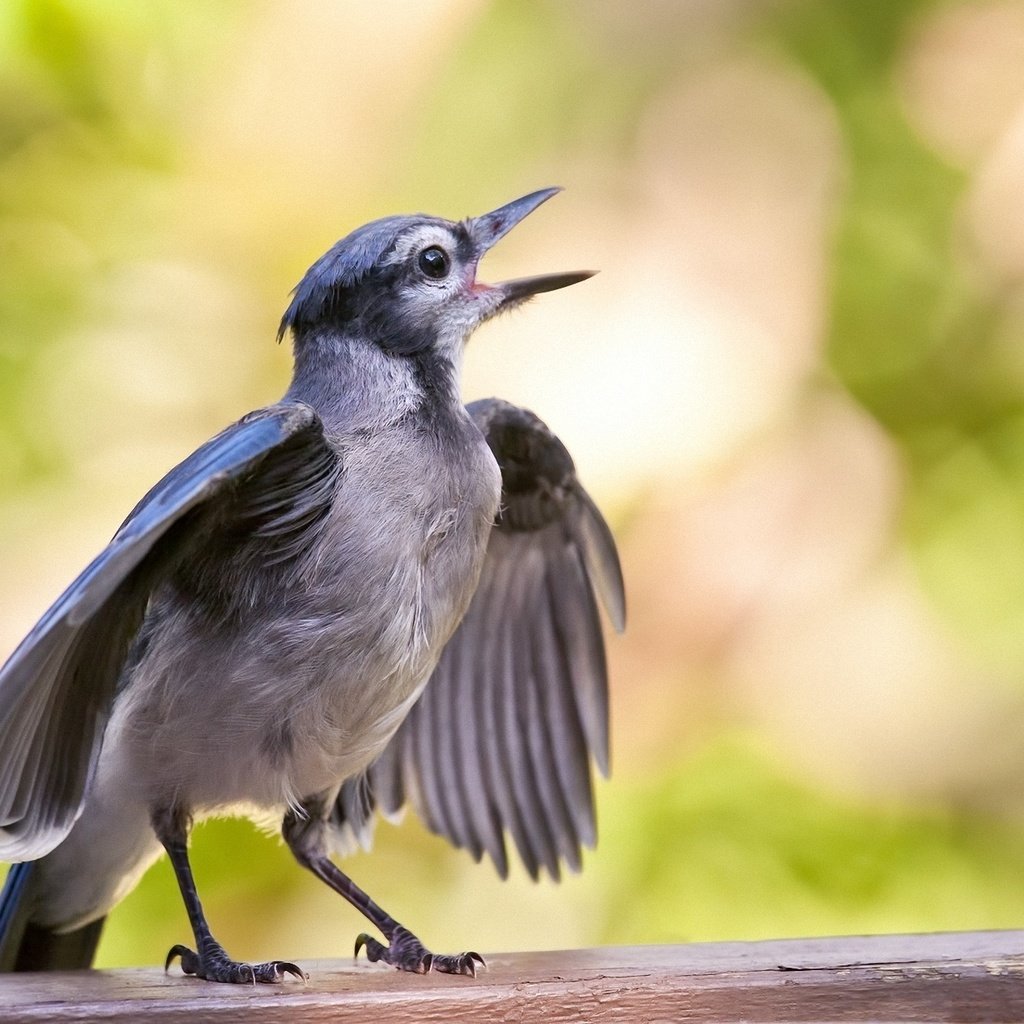 Обои птенец, фон, крылья, птица, голубая, поет, сойка, chick, background, wings, bird, blue, sings, jay разрешение 1920x1274 Загрузить