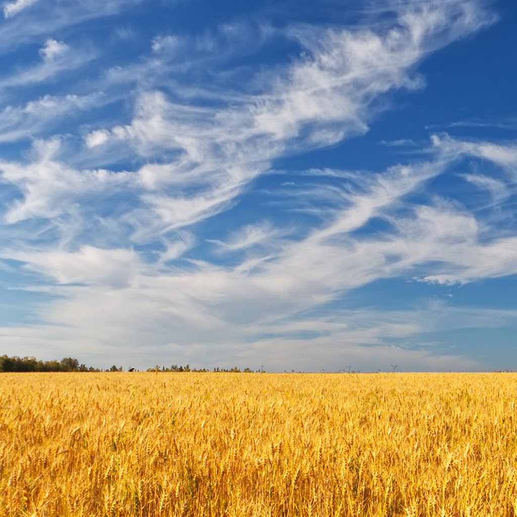 Обои небо, облака, деревья, поле, лето, колосья, пшеница, the sky, clouds, trees, field, summer, ears, wheat разрешение 1920x1200 Загрузить