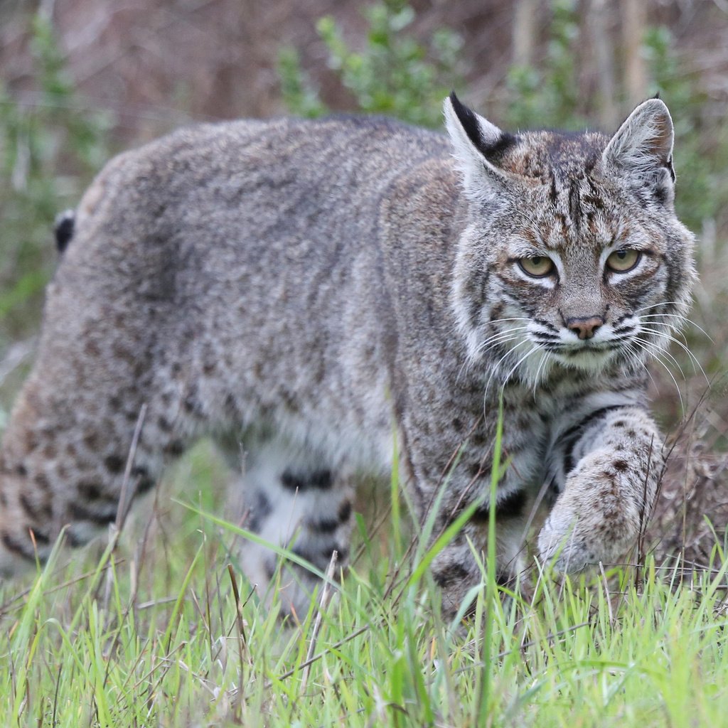 Обои трава, рысь, животные, хищник, дикая кошка, grass, lynx, animals, predator, wild cat разрешение 2048x1365 Загрузить