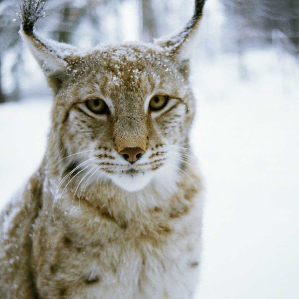 Обои лес, зима, рысь, хищник, дикая кошка, forest, winter, lynx, predator, wild cat разрешение 2880x1800 Загрузить