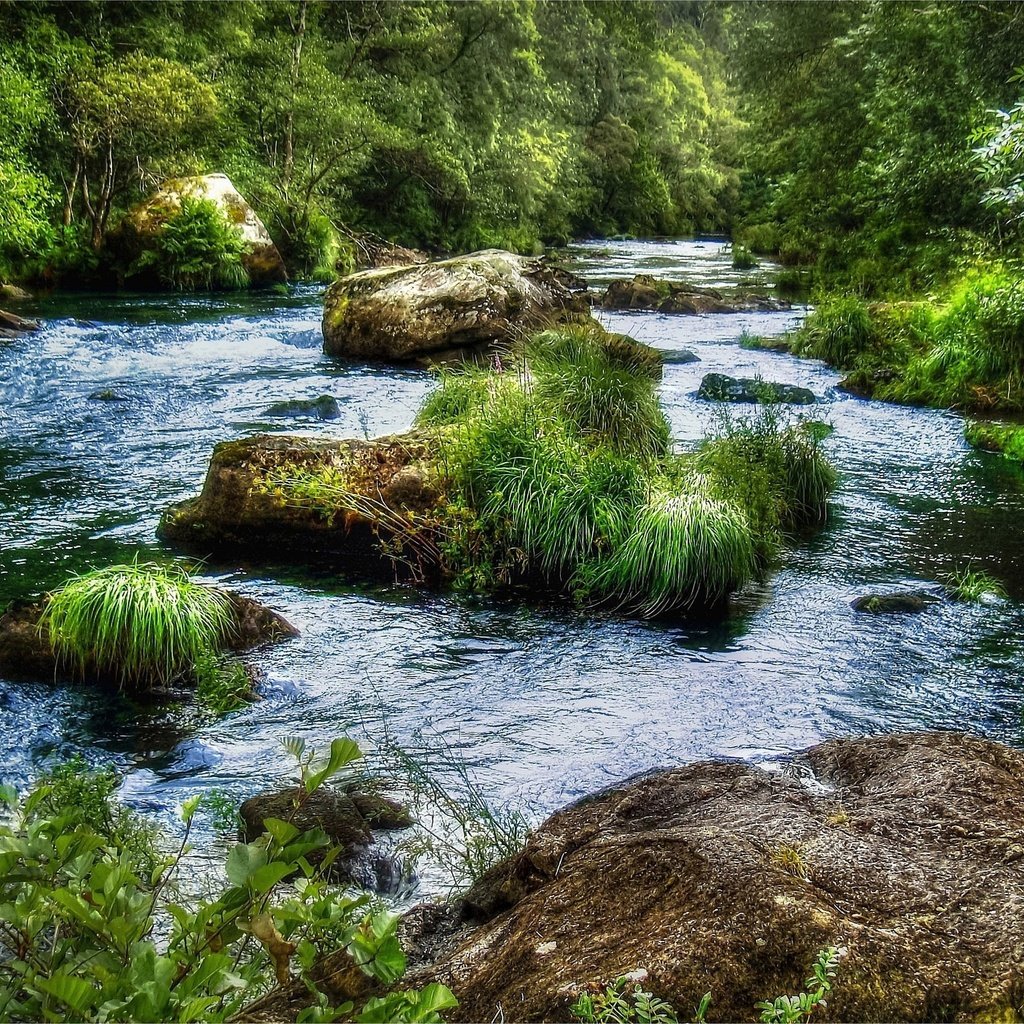 Обои трава, река, камни, лес, пейзаж, поток, grass, river, stones, forest, landscape, stream разрешение 2560x1600 Загрузить