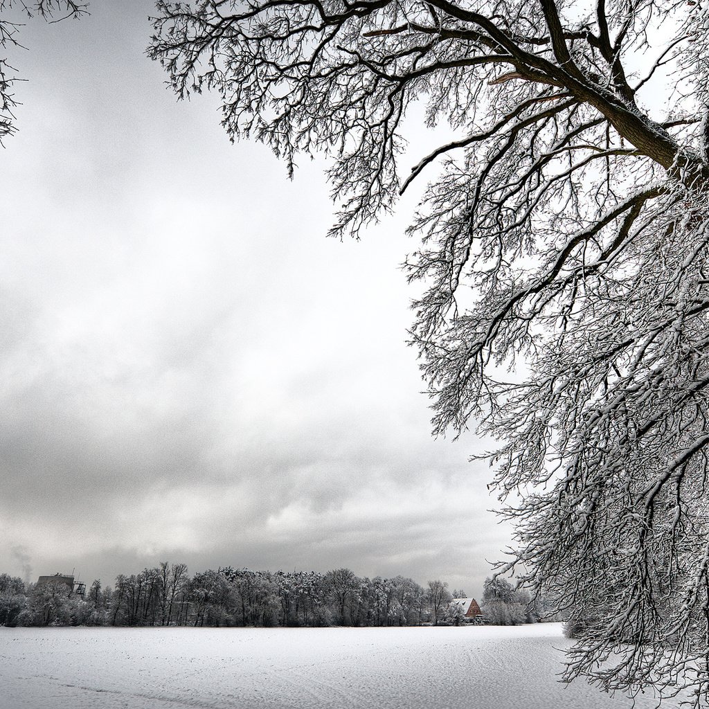 Обои деревья, снег, зима, ветки, иней, белый, холод, trees, snow, winter, branches, frost, white, cold разрешение 2560x1600 Загрузить