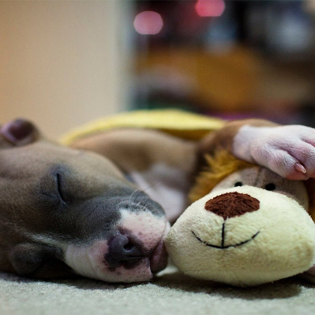 Обои сон, собака, игрушка, щенок, питбуль, sleep, dog, toy, puppy, pit bull разрешение 1920x1080 Загрузить