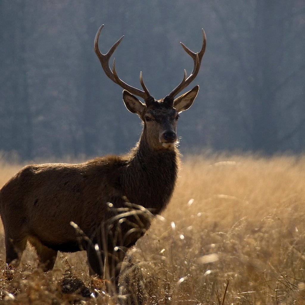 Обои природа, олень, животные, поле, лето, рога, nature, deer, animals, field, summer, horns разрешение 2560x1600 Загрузить