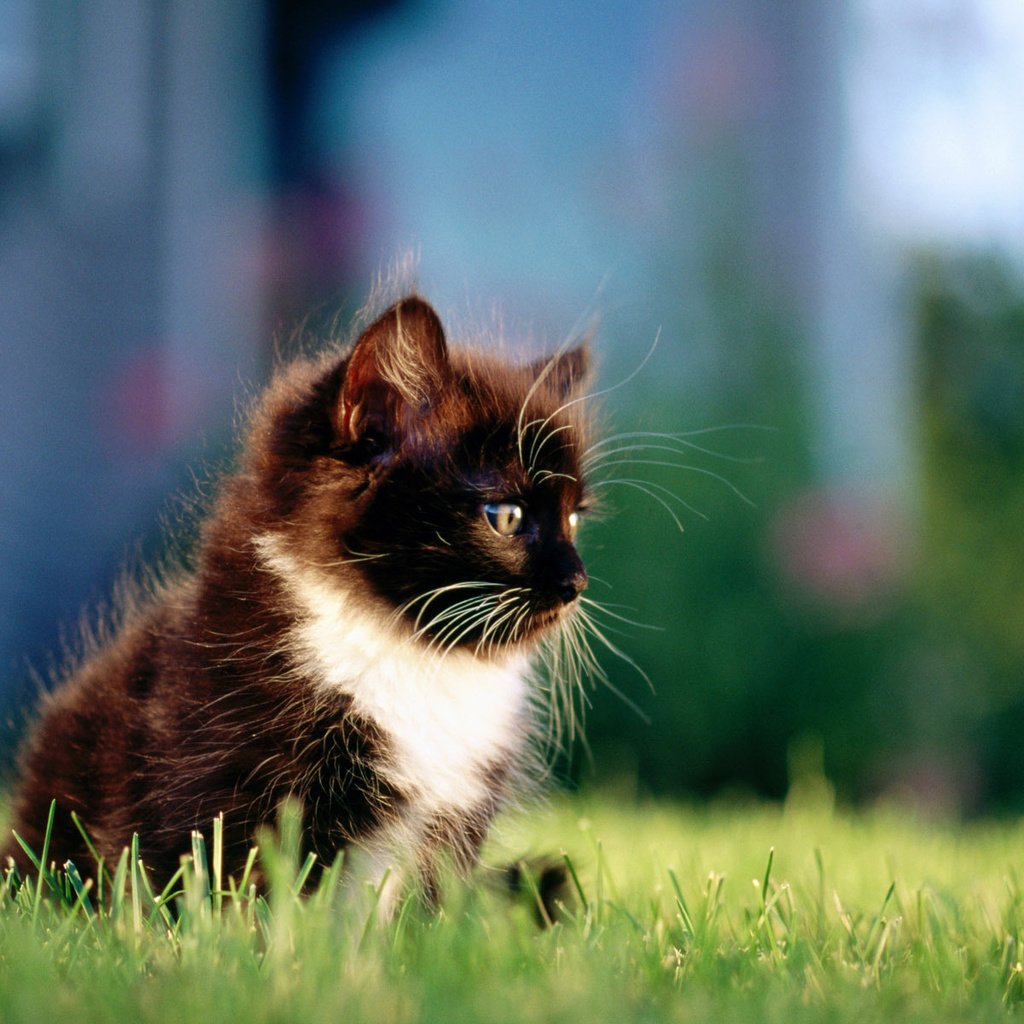 Обои трава, кошка, котенок, пушистый, чёрно-белый, grass, cat, kitty, fluffy, black and white разрешение 1920x1200 Загрузить