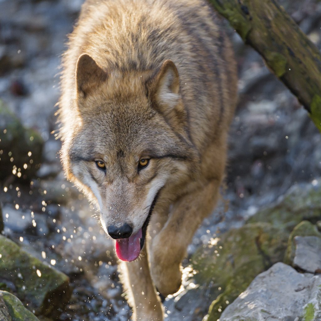 Обои морда, камни, брызги, хищник, язык, волк, face, stones, squirt, predator, language, wolf разрешение 2048x1638 Загрузить