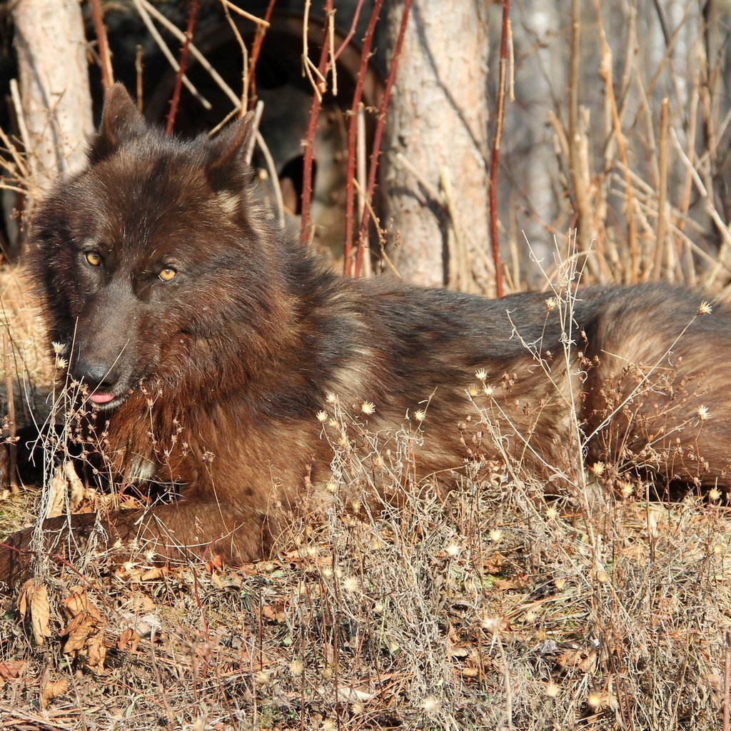 Обои лес, осень, хищник, волк, коричнево-черный, forest, autumn, predator, wolf, brown-black разрешение 1920x1200 Загрузить