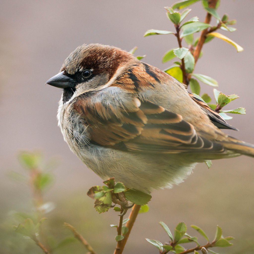 Обои ветка, листья, птица, воробей, branch, leaves, bird, sparrow разрешение 2048x1367 Загрузить