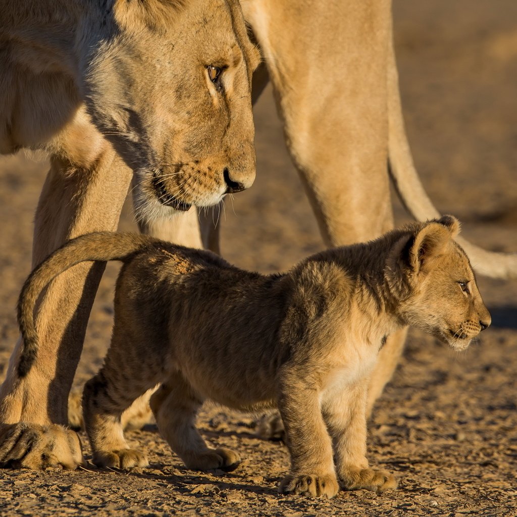 Обои природа, животные, львы, львица, львёнок, nature, animals, lions, lioness, lion разрешение 2560x1600 Загрузить