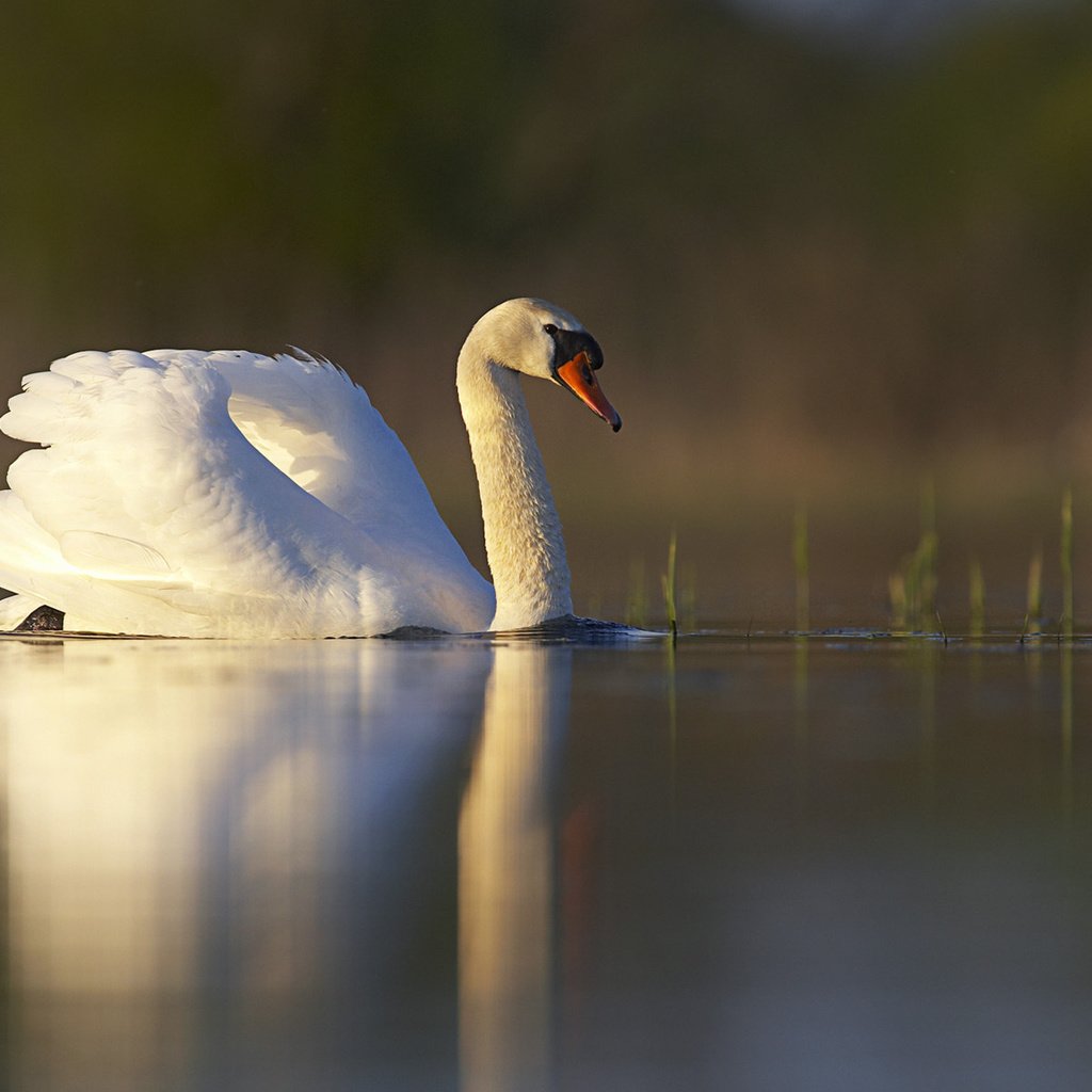 Обои озеро, отражение, белый, птица, пруд, лебедь, lake, reflection, white, bird, pond, swan разрешение 1920x1200 Загрузить