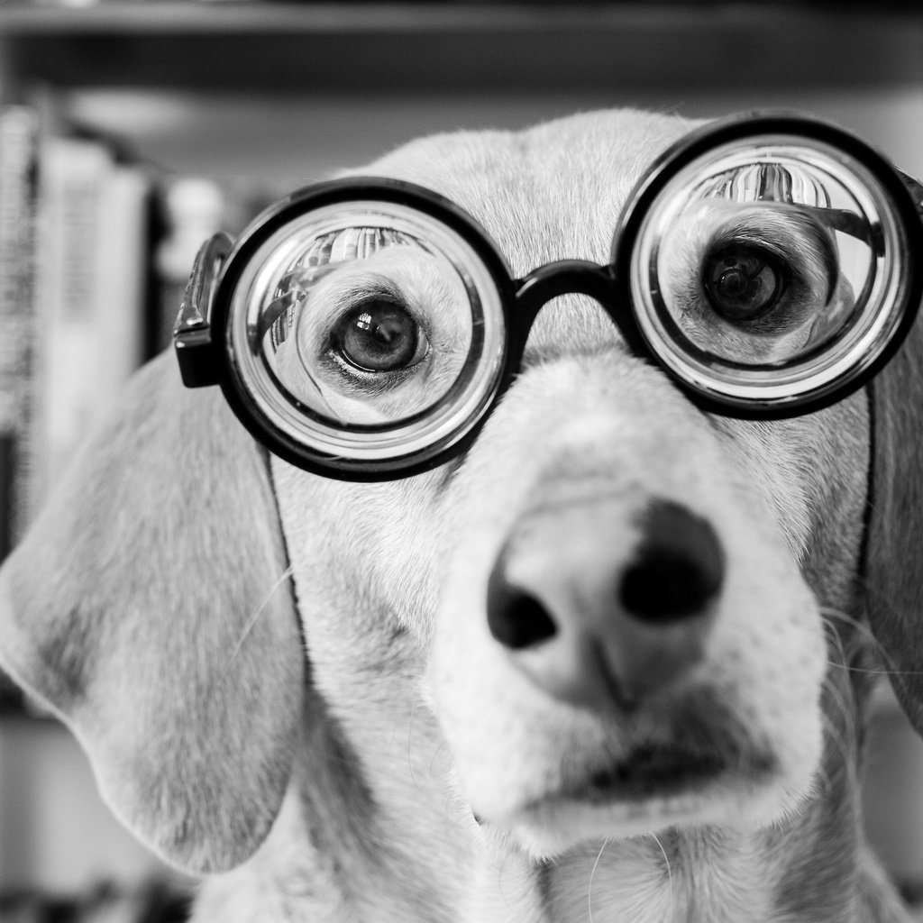 Обои морда, взгляд, очки, чёрно-белое, собака, такса, face, look, glasses, black and white, dog, dachshund разрешение 2048x1365 Загрузить