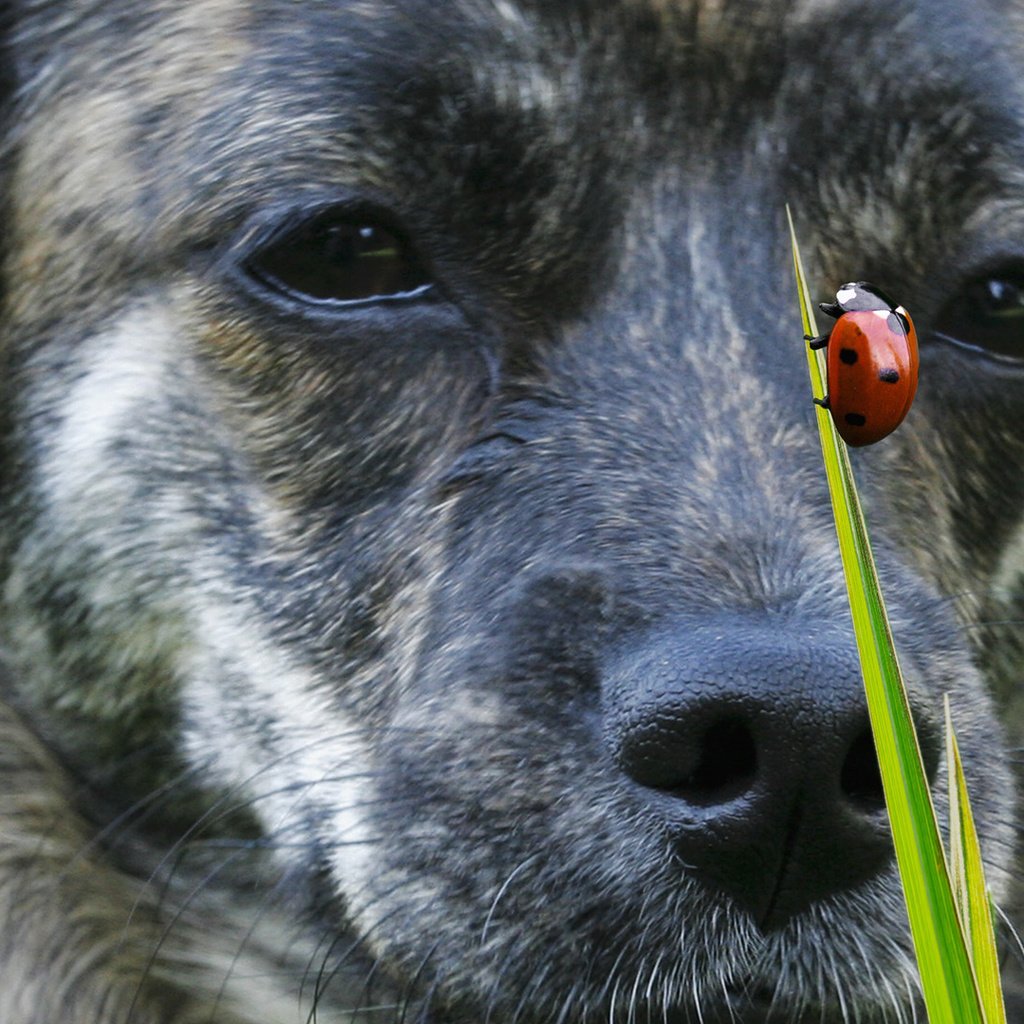 Обои морда, трава, жук, насекомое, взгляд, собака, божья коровка, пес, face, grass, beetle, insect, look, dog, ladybug разрешение 1920x1080 Загрузить