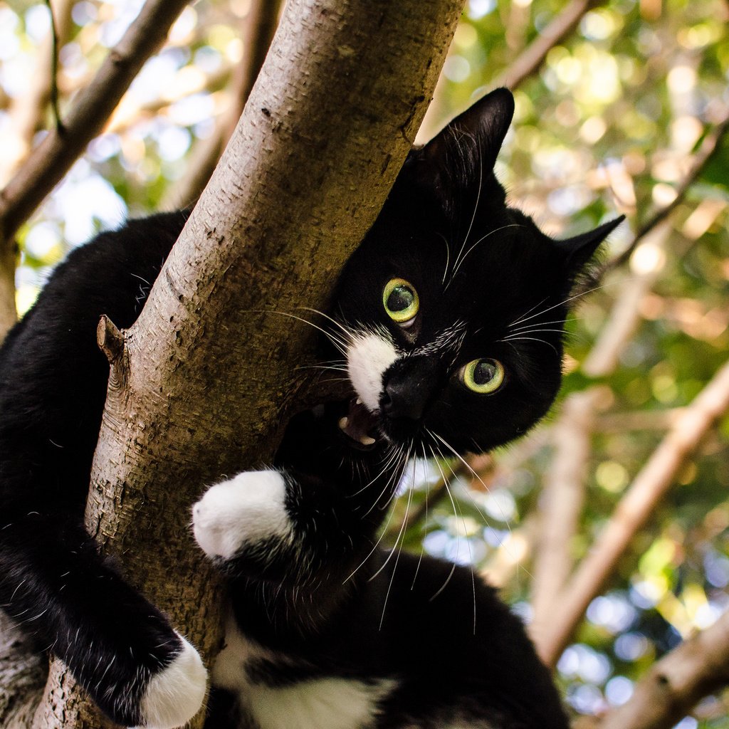 Обои дерево, кот, кошка, взгляд, зубы, чёрно-белый, tree, cat, look, teeth, black and white разрешение 2048x1356 Загрузить