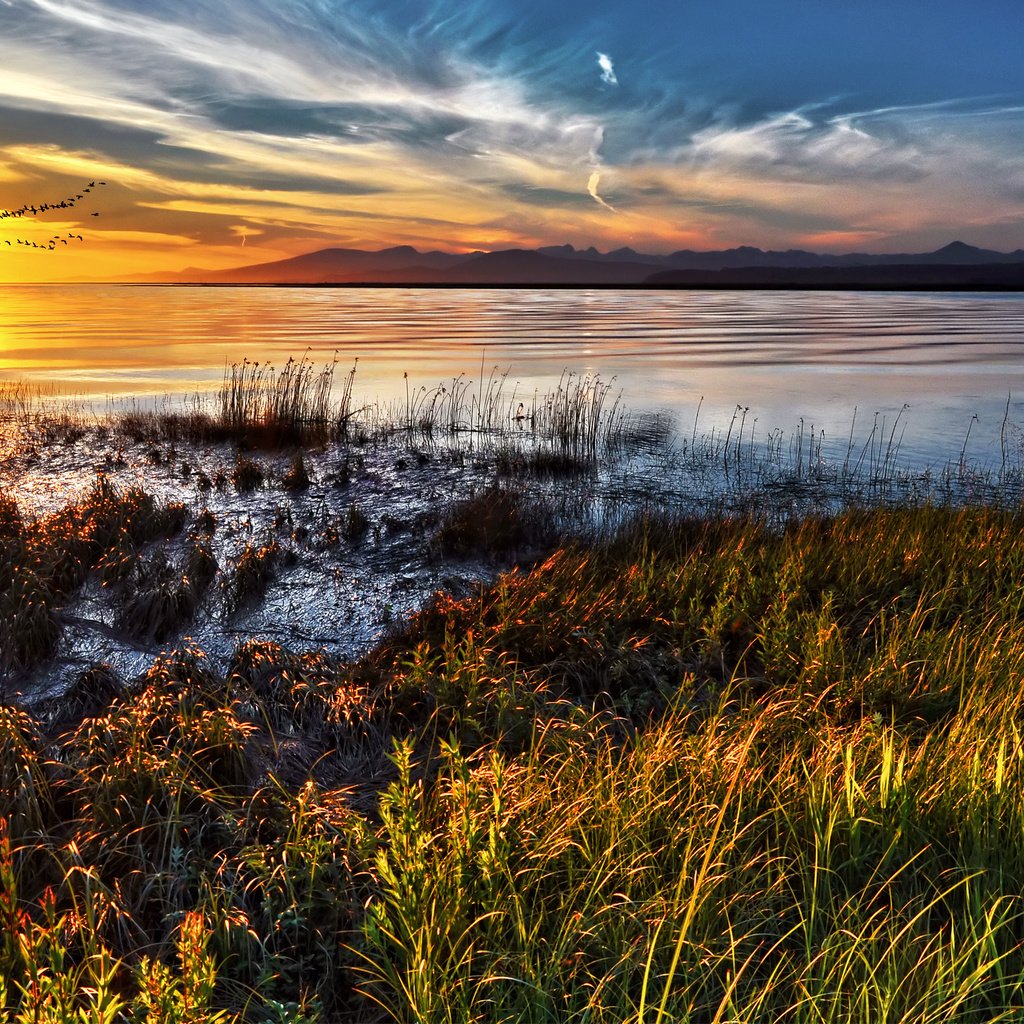 Обои трава, облака, озеро, солнце, закат, горизонт, птицы, стая, grass, clouds, lake, the sun, sunset, horizon, birds, pack разрешение 2560x1600 Загрузить