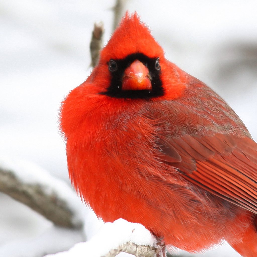 Обои снег, зима, ветки, красный, птицы, оперение, кардинал, snow, winter, branches, red, birds, tail, cardinal разрешение 1920x1200 Загрузить