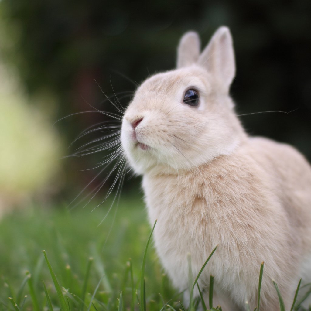 Обои трава, природа, мордочка, взгляд, ушки, кролик, grass, nature, muzzle, look, ears, rabbit разрешение 2048x1365 Загрузить