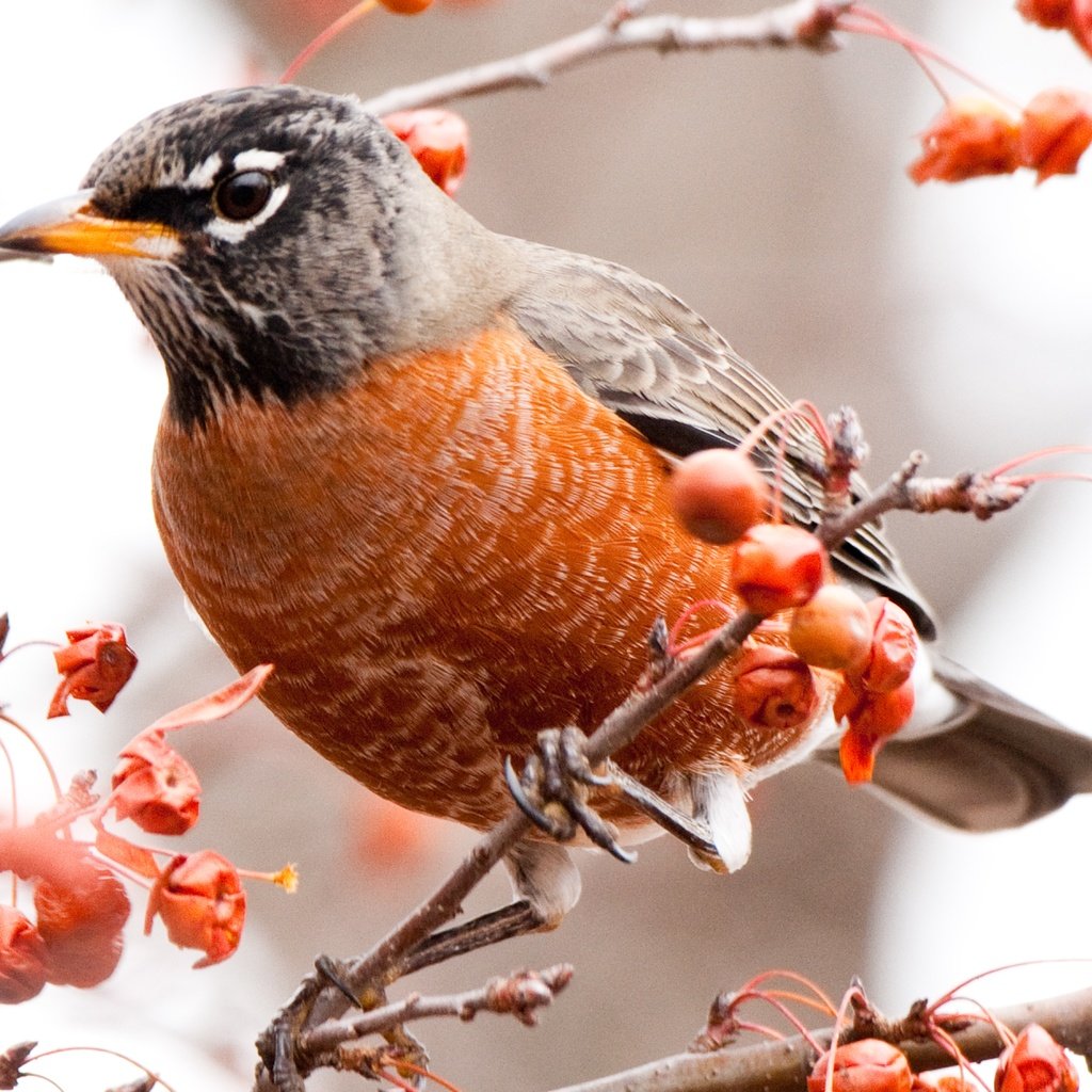 Обои ветки, птица, ягоды, дрозд, american robin, branches, bird, berries, thrush разрешение 8000x4500 Загрузить