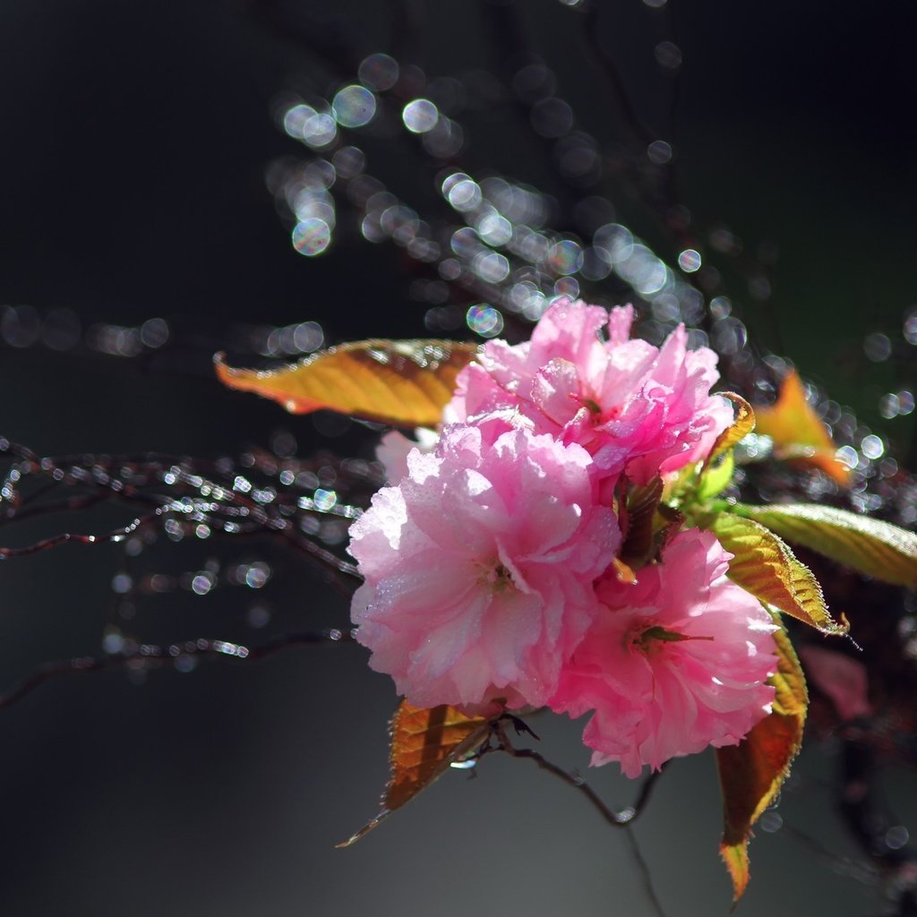 Обои цветы, вода, ветка, цветение, капли, весна, розовые, сакура, flowers, water, branch, flowering, drops, spring, pink, sakura разрешение 2560x1600 Загрузить