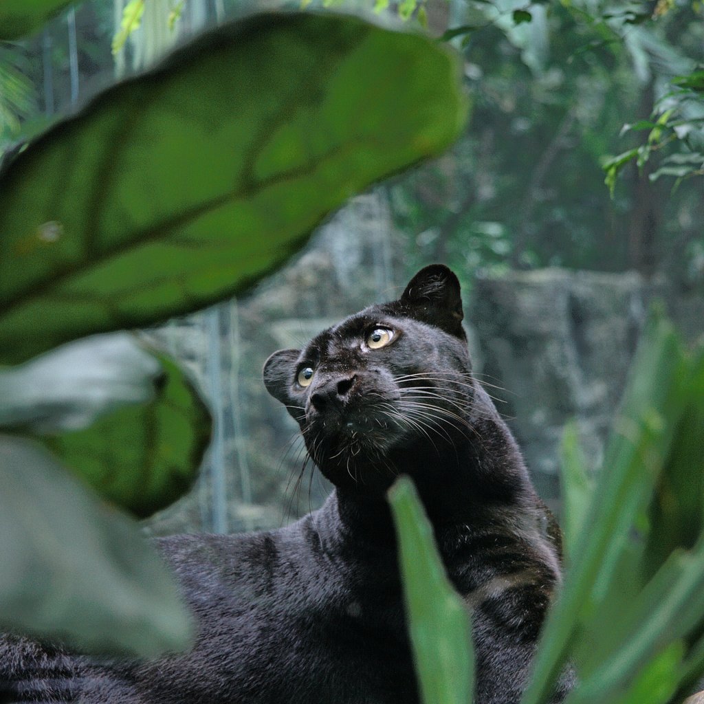 Обои хищник, большая кошка, пантера, черная, джунгли, predator, big cat, panther, black, jungle разрешение 3452x2300 Загрузить