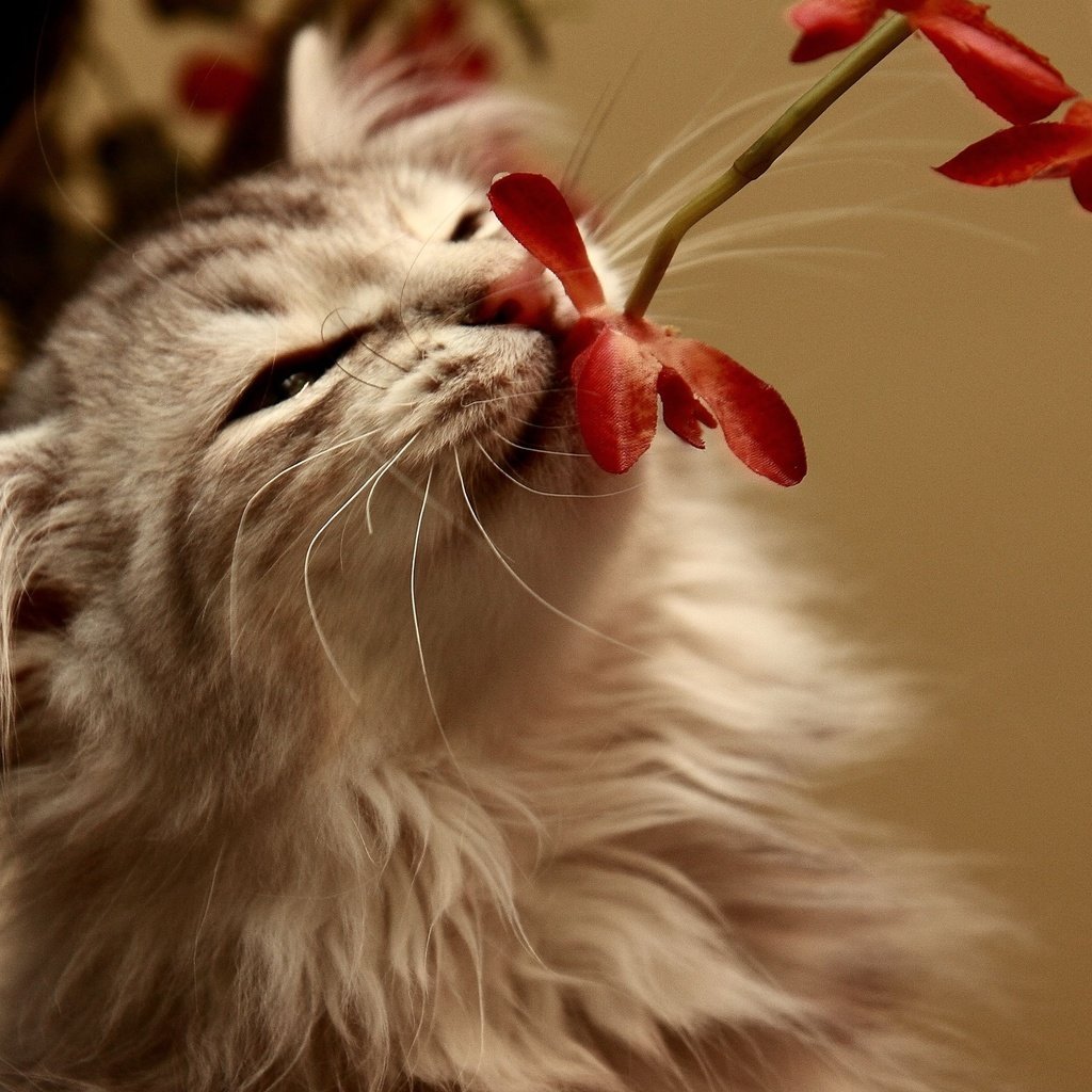 Обои цветок, кот, кошка, пушистый, запах, flower, cat, fluffy, the smell разрешение 2560x1600 Загрузить