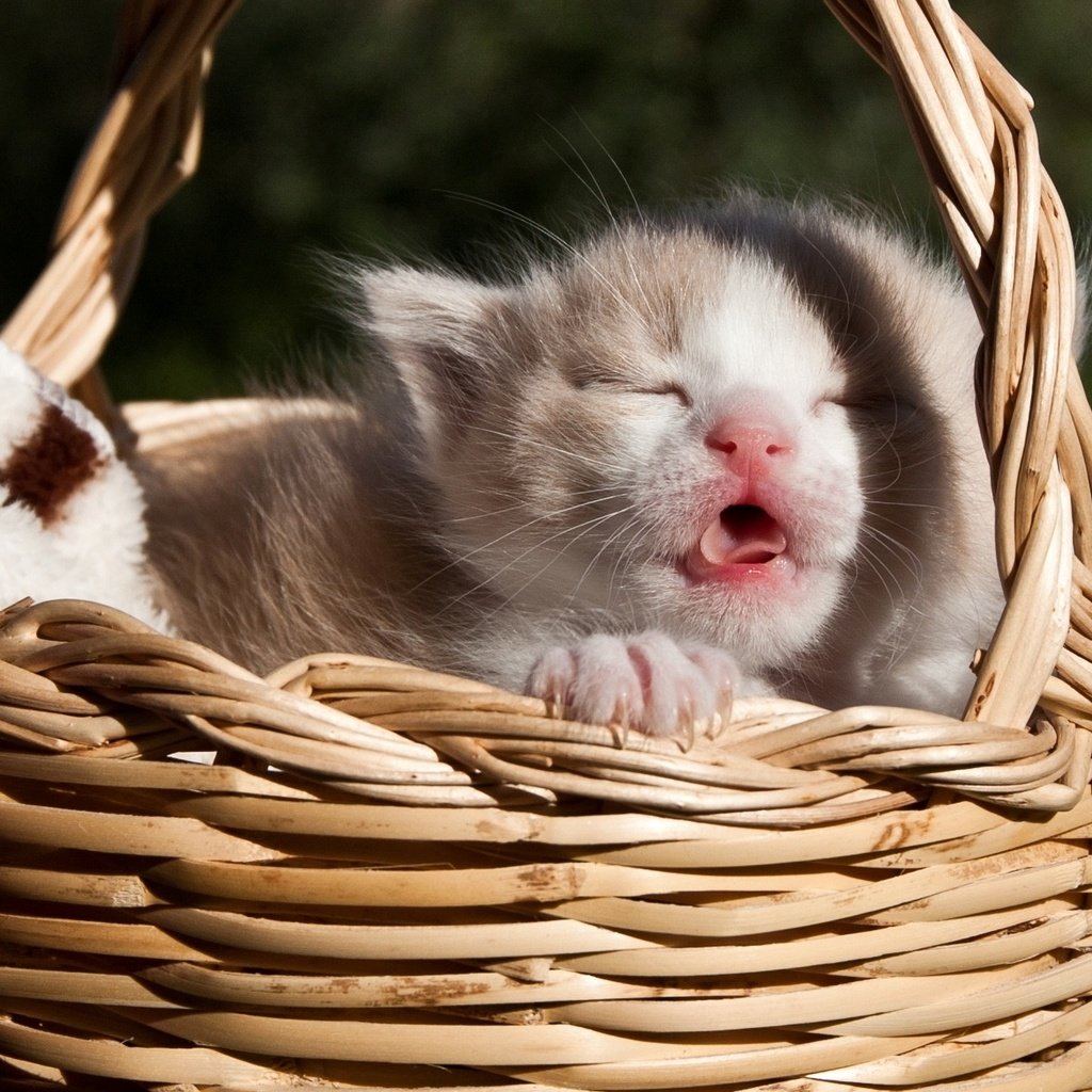 Обои кошка, сон, котенок, малыш, язык, корзинка, cat, sleep, kitty, baby, language, basket разрешение 2089x1261 Загрузить