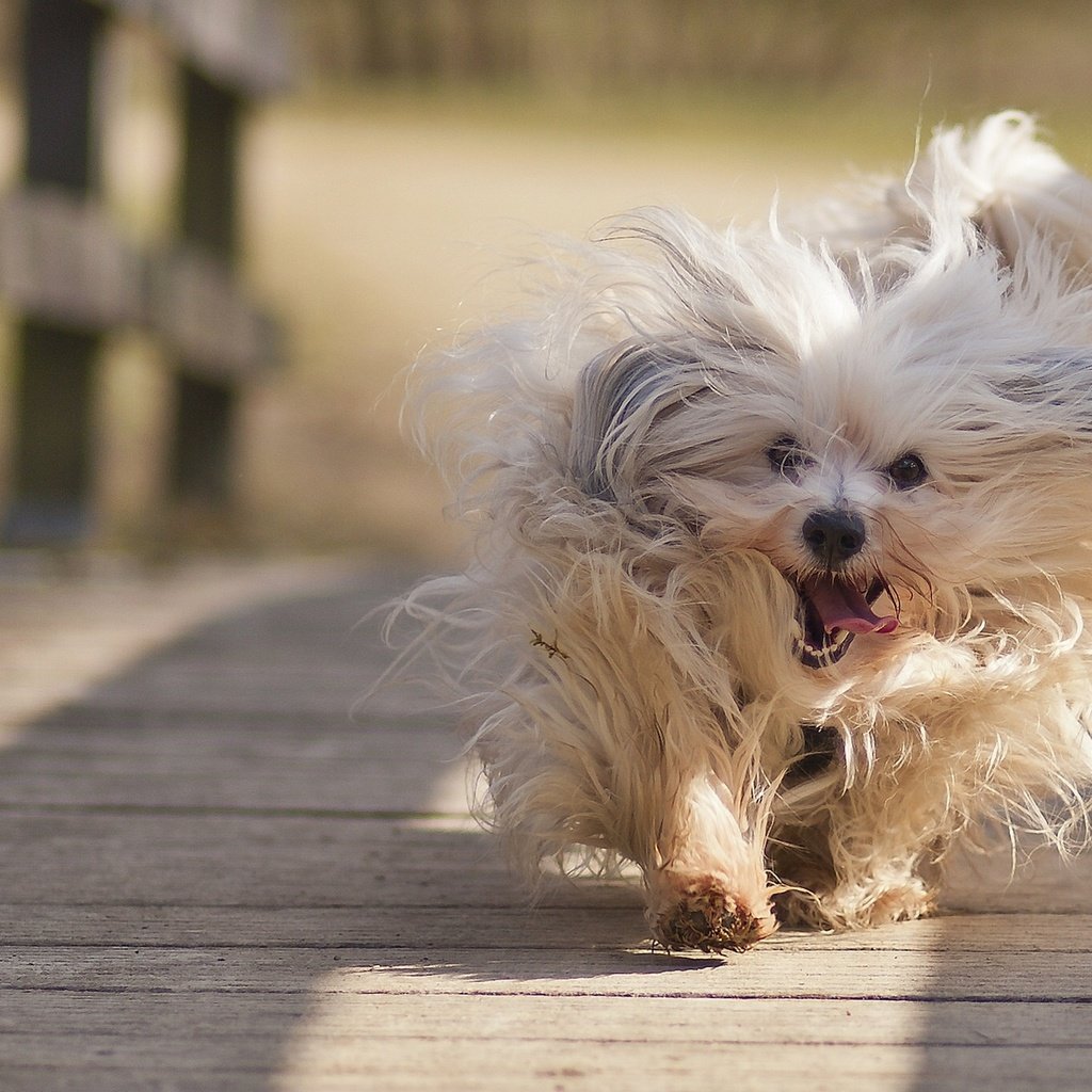 Обои настроение, мост, собака, гаванский бишон, пробежка, mood, bridge, dog, the havanese, run разрешение 1920x1280 Загрузить