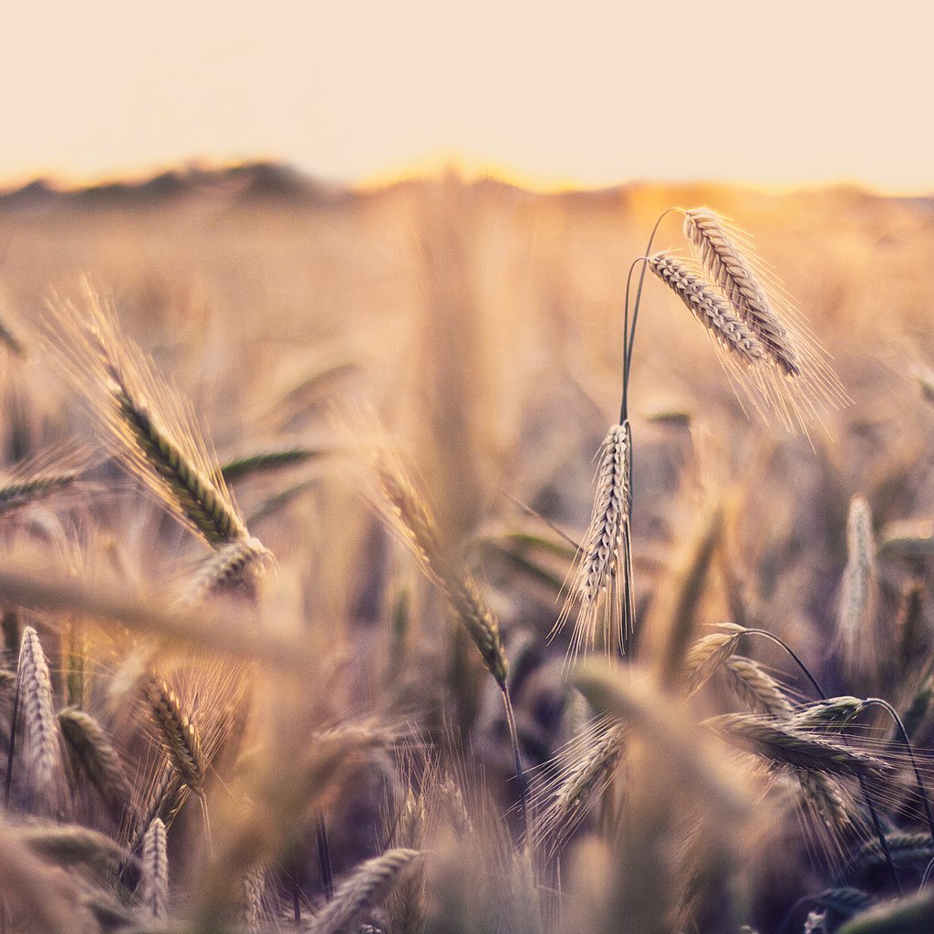 Обои природа, макро, поле, пшеница, колоски, nature, macro, field, wheat, spikelets разрешение 1920x1241 Загрузить
