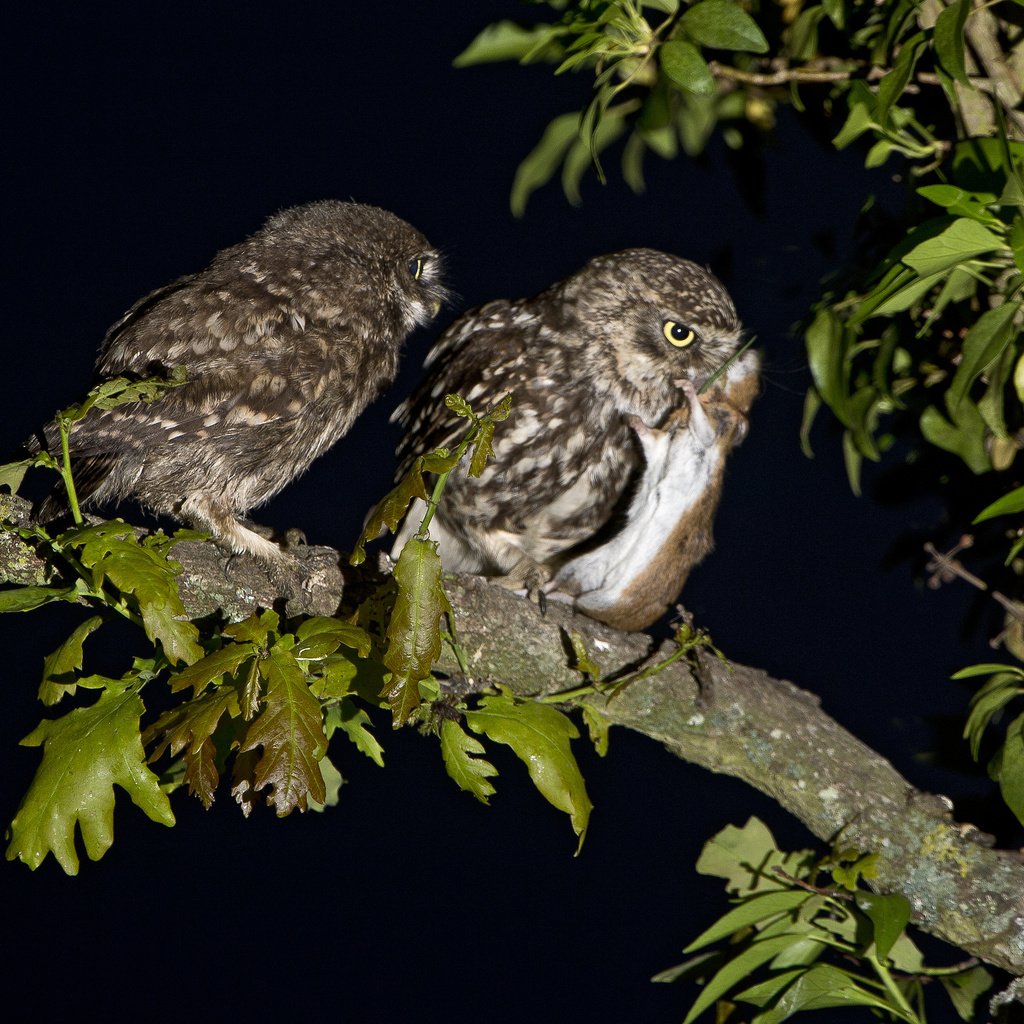 Обои ночь, ветка, птицы, мышь, охота, совы, домовые сычи, night, branch, birds, mouse, hunting, owls, brownies owls разрешение 2048x1638 Загрузить