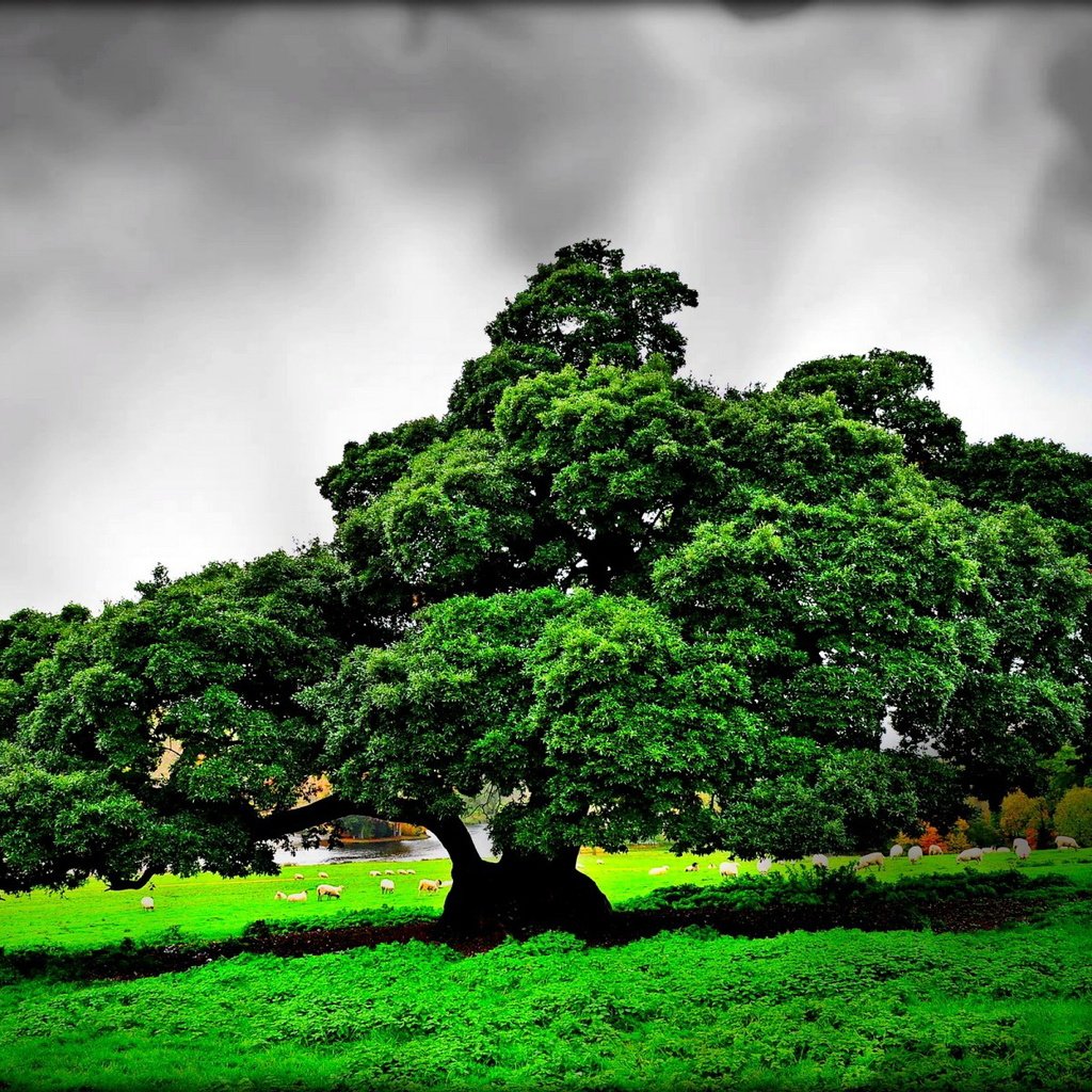 Обои дерево, тучи, пейзаж, поле, овцы, tree, clouds, landscape, field, sheep разрешение 1920x1200 Загрузить