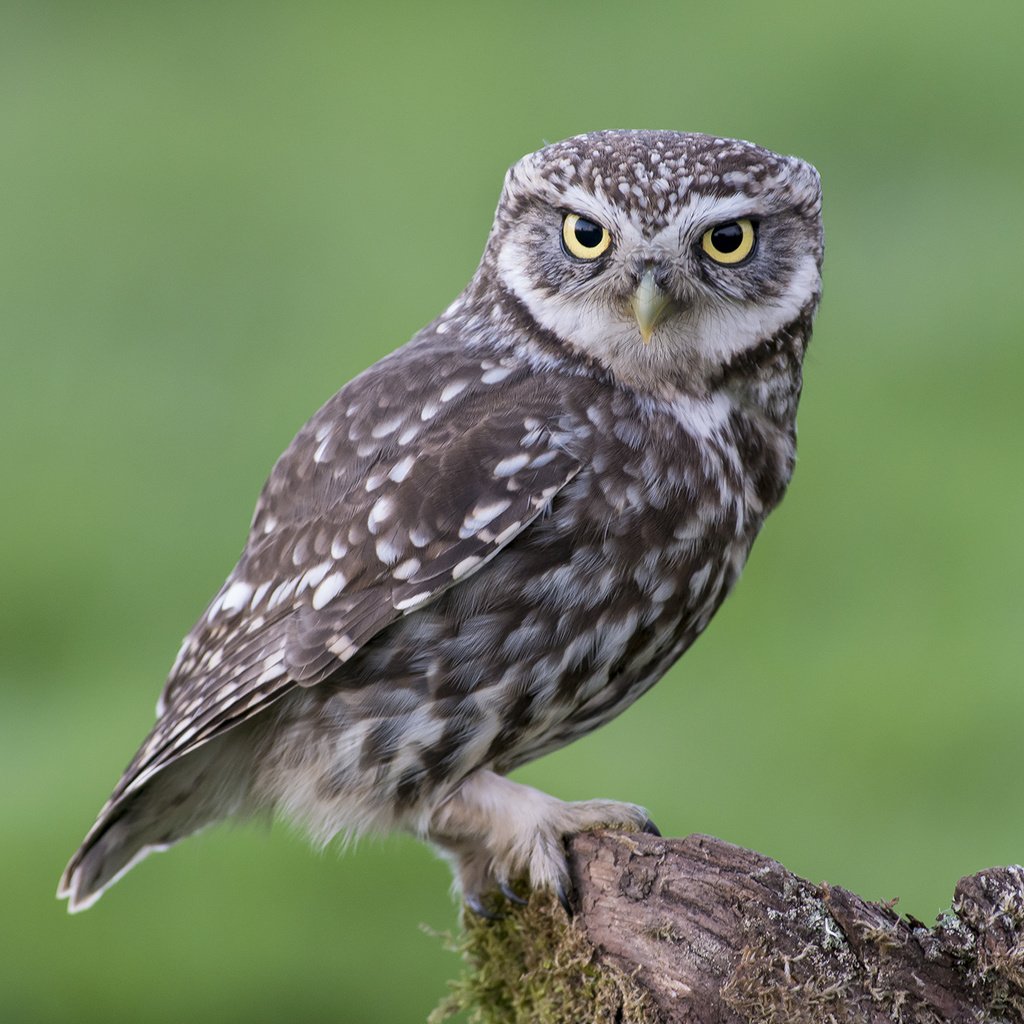 Обои сова, смотрит, сидит, птица, мох, пенек, owl, looks, sitting, bird, moss, stump разрешение 2048x1335 Загрузить