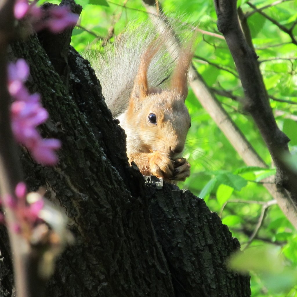 Обои природа, дерево, животные, листва, ушки, белка, nature, tree, animals, foliage, ears, protein разрешение 4000x3000 Загрузить