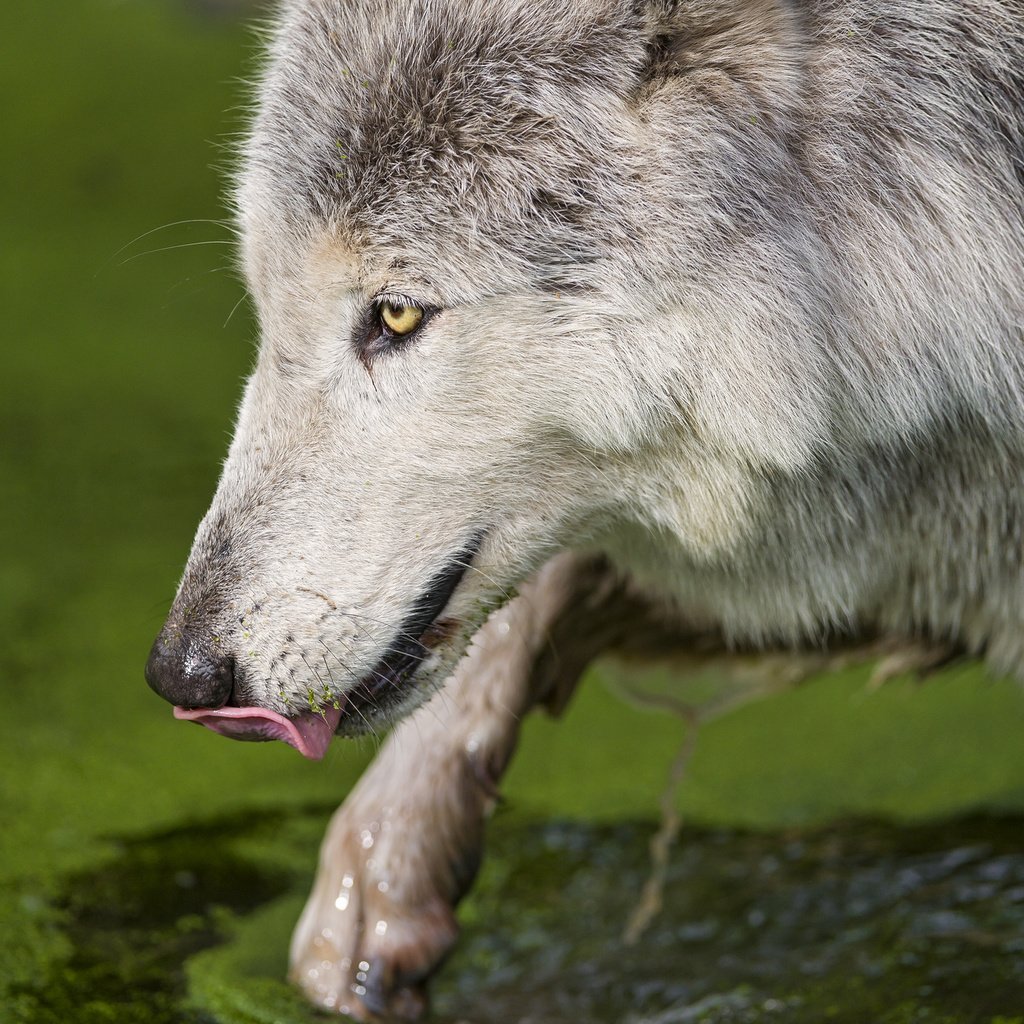 Обои вода, хищник, язык, волк, тина, млекопитающее, морда.профиль, water, predator, language, wolf, tina, mammal, face.profile разрешение 2048x1363 Загрузить