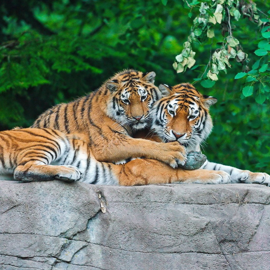 Обои тигр, трава, листья, камень, пара, хищники, tiger, grass, leaves, stone, pair, predators разрешение 1920x1200 Загрузить