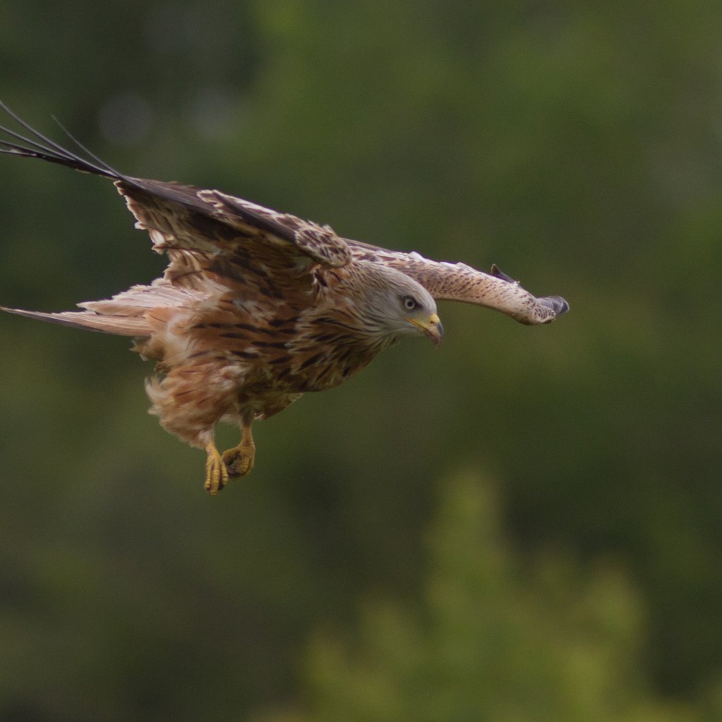 Обои природа, полет, крылья, птица, хищная, nature, flight, wings, bird, predatory разрешение 2048x1366 Загрузить