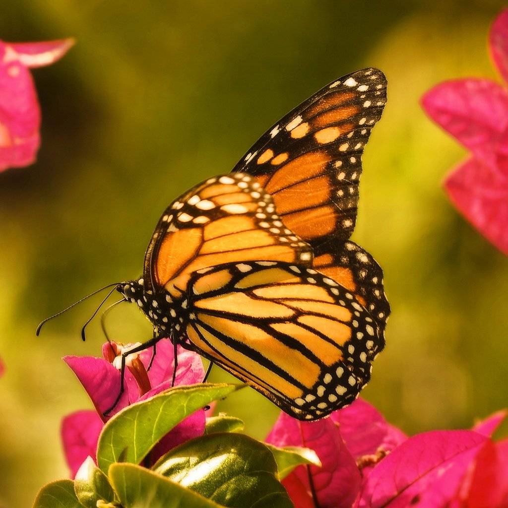 Обои цветы, макро, бабочка, крылья, насекомые, данаида монарх, flowers, macro, butterfly, wings, insects, the monarch разрешение 2048x1301 Загрузить