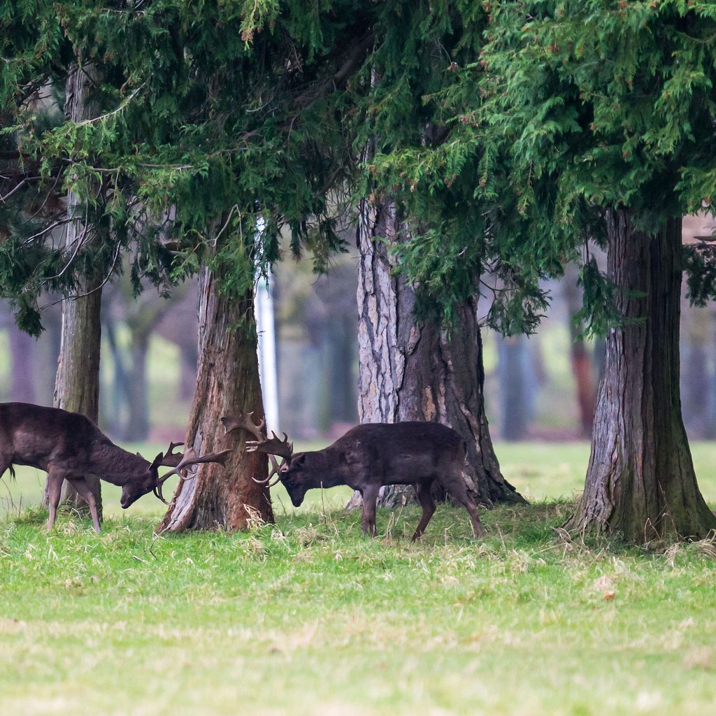 Обои трава, деревья, лес, животные, борьба, игра, рога, олени, grass, trees, forest, animals, fight, the game, horns, deer разрешение 2048x1365 Загрузить