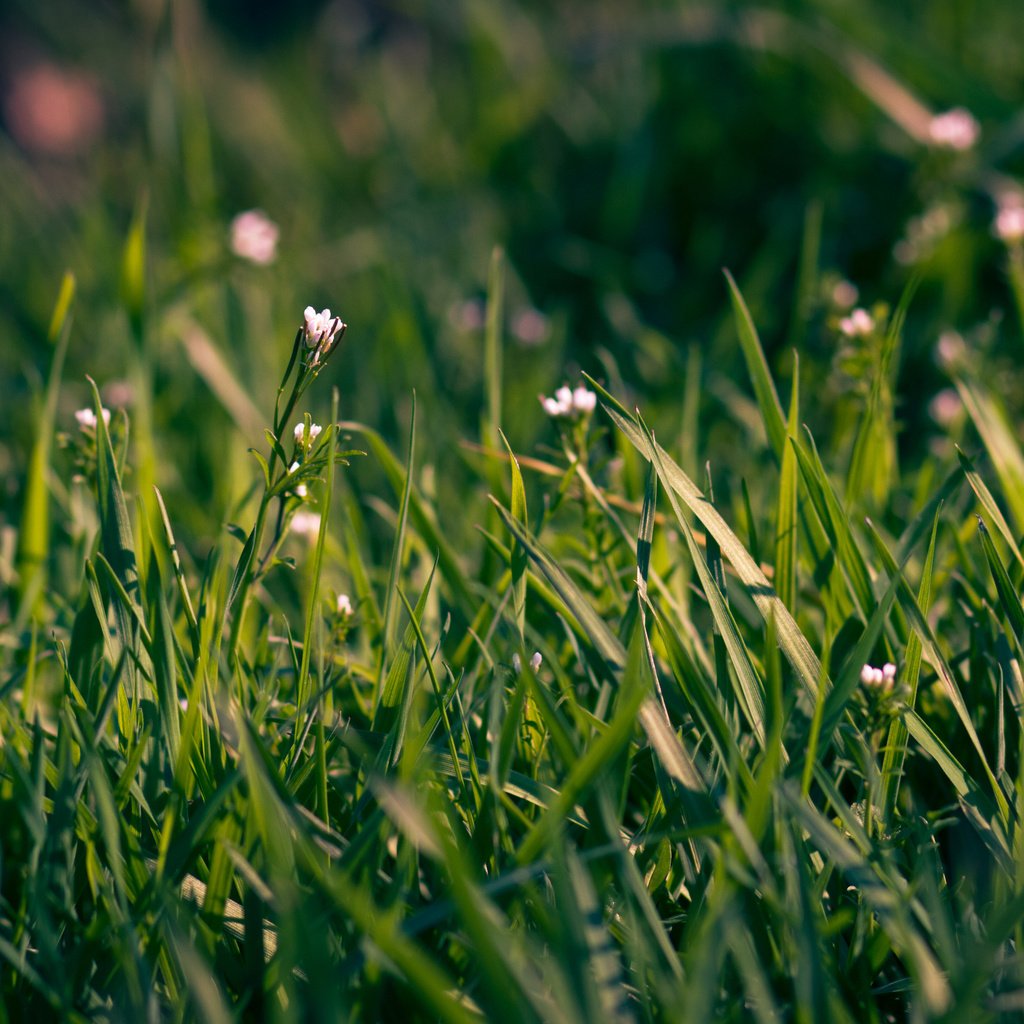 Обои цветы, трава, макро, поле, весна, flowers, grass, macro, field, spring разрешение 2560x1600 Загрузить