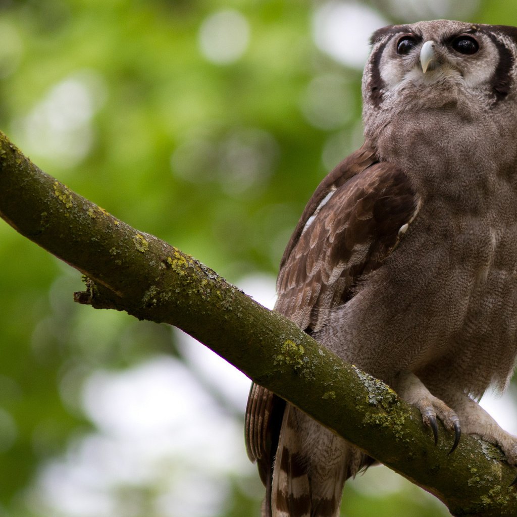 Обои сова, ветка, взгляд, сидит, птица, клюв, перья, owl, branch, look, sitting, bird, beak, feathers разрешение 2048x1365 Загрузить