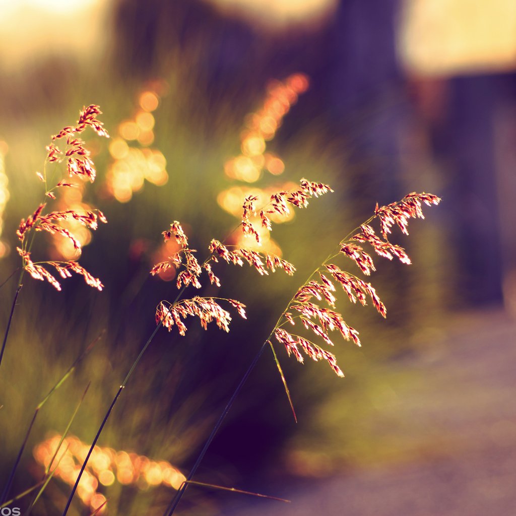 Обои трава, закат, лето, колоски, боке, солнечный свет, grass, sunset, summer, spikelets, bokeh, sunlight разрешение 2000x1333 Загрузить