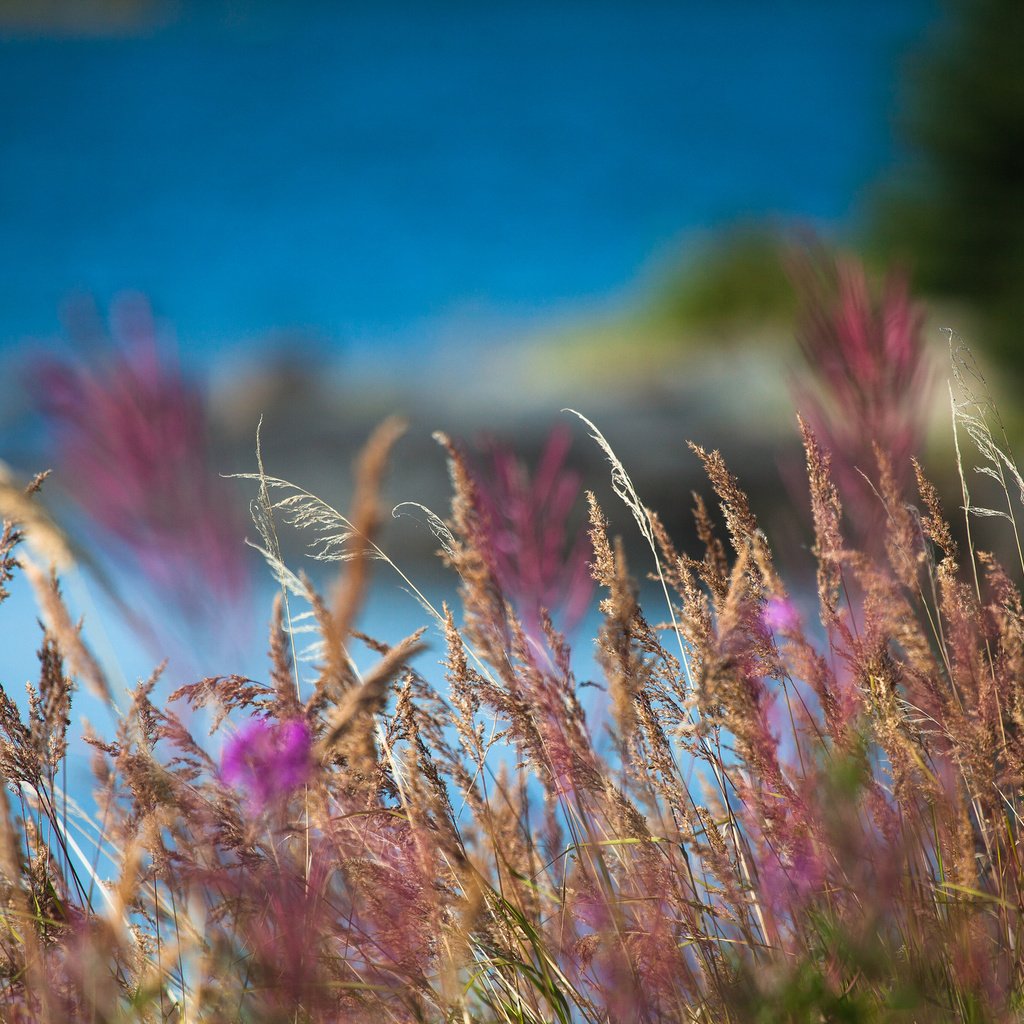 Обои трава, природа, макро, поле, размытость, колоски, grass, nature, macro, field, blur, spikelets разрешение 2048x1365 Загрузить