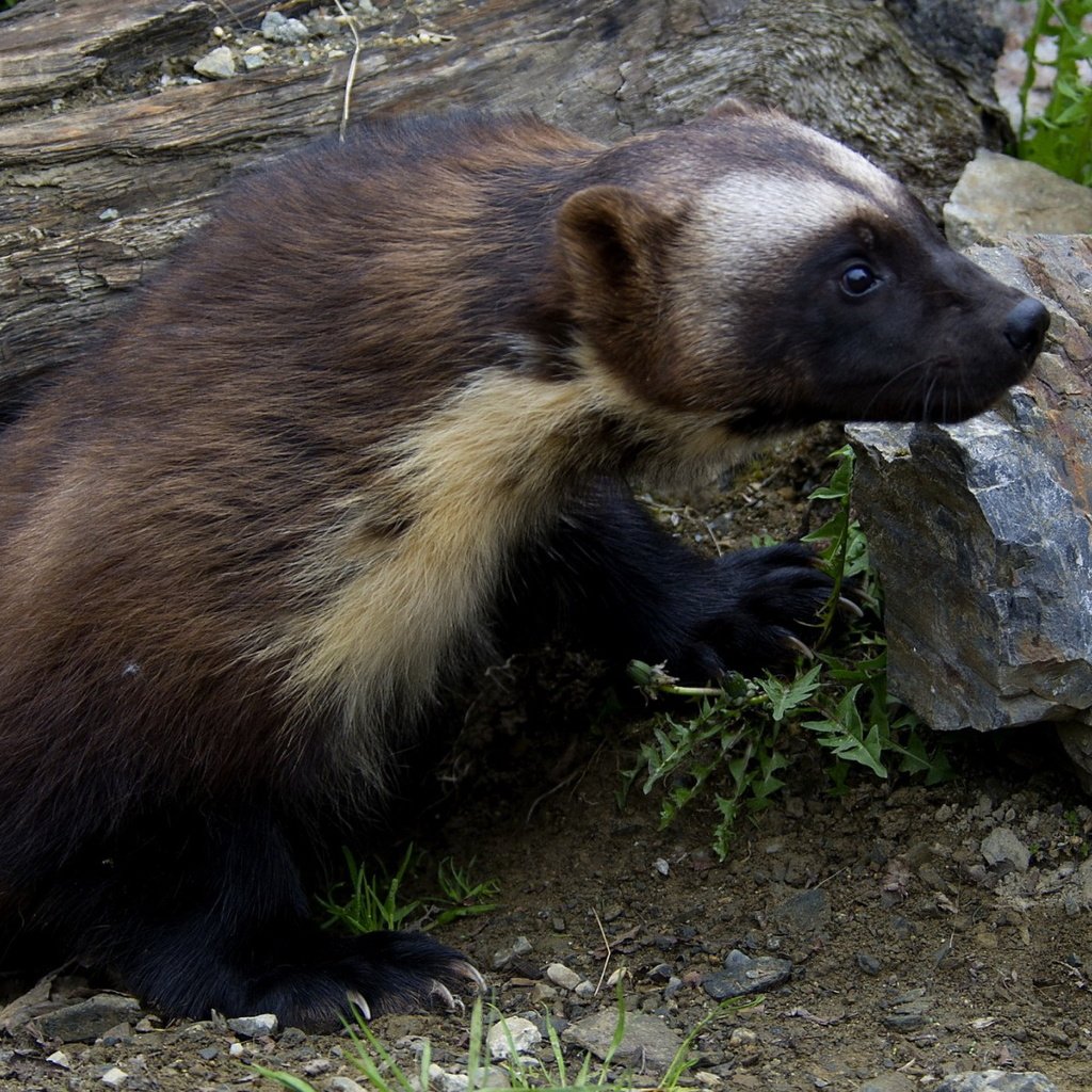 Обои трава, природа, животные, росомаха, росомаха.камни, grass, nature, animals, wolverine, wolverine.stones разрешение 1920x1200 Загрузить